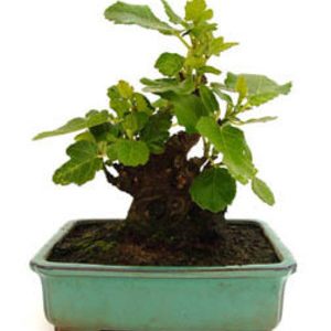 Bonsai 12 años Ficus carica