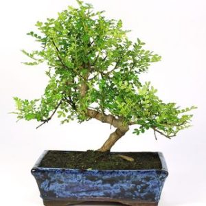 Bonsái 10 años Zanthoxylum Piperitum