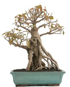 Bonsái 20 años Ficus retusa