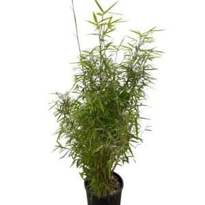 Bambu “Fargesia angustissima”